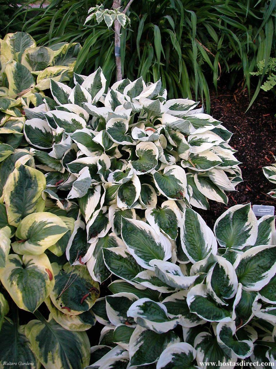 Hosta fortunei 'Minuteman'
